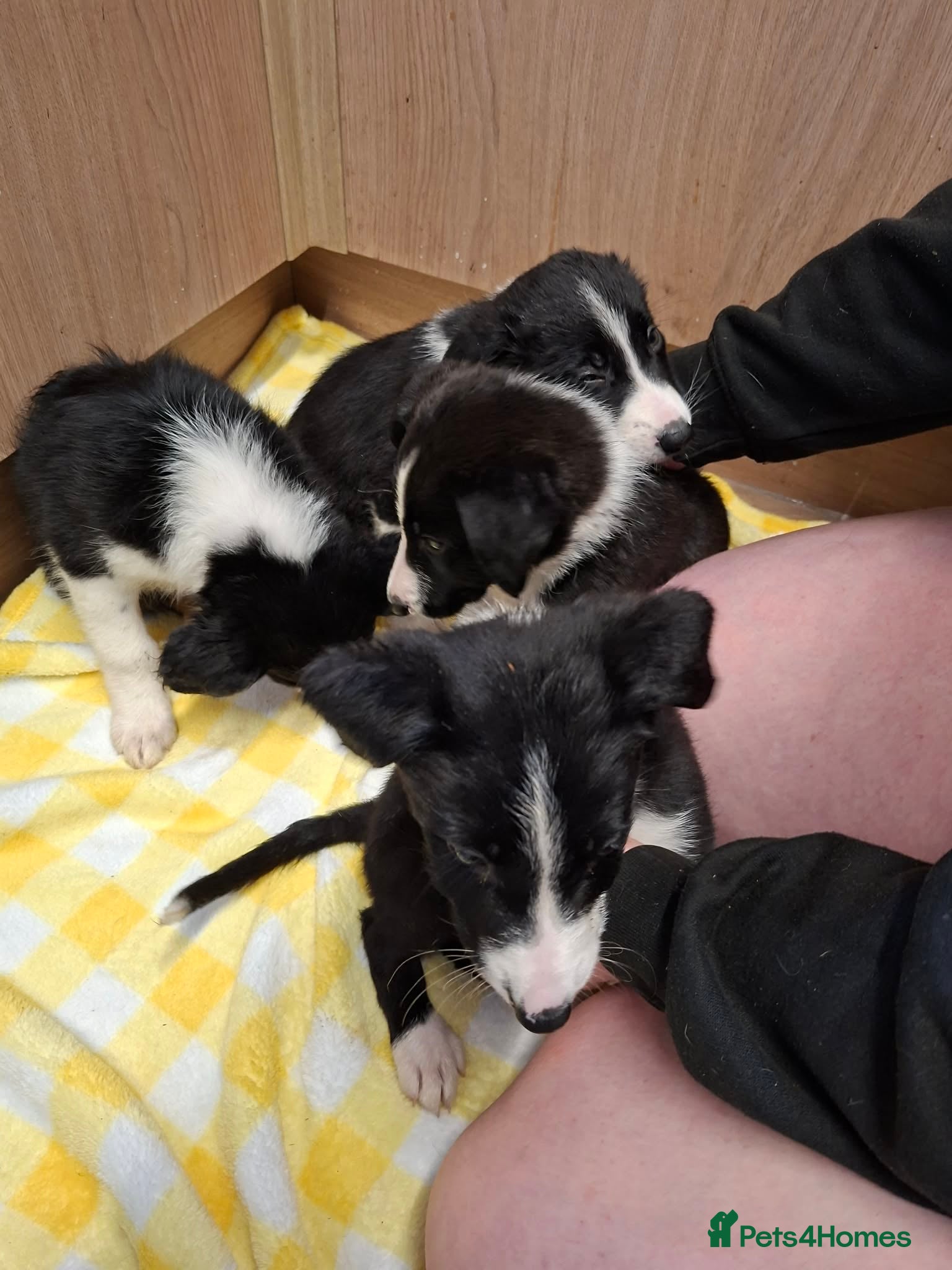 Border Collie dogs for sale: 4 male Border Collies for sale  - Advert 11