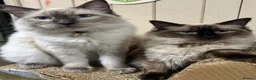 Ragdoll cats for sale: Beautiful ragdoll kittens ready now - Advert 9