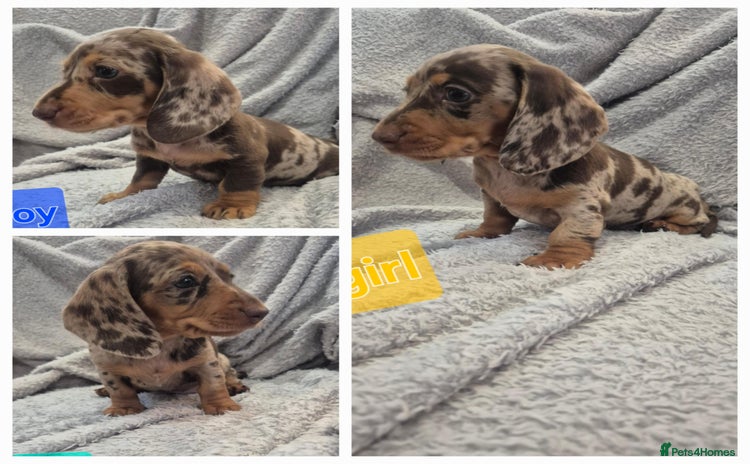 Miniature Dachshund dogs - Advert 4