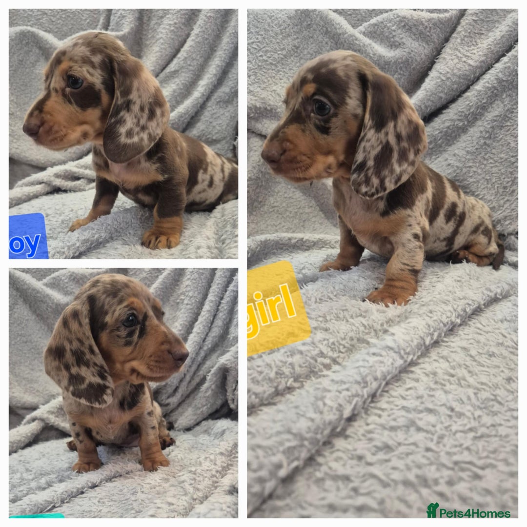 Miniature Dachshund dogs for sale: Kc dachshund babies ready next week - Image 1