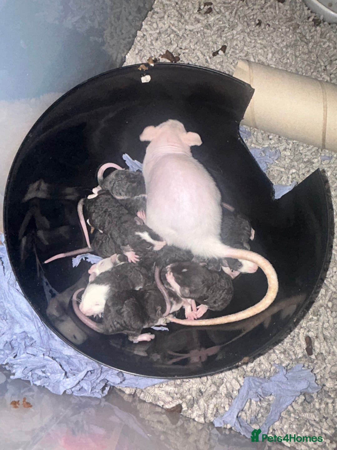 Rat rodents for sale: Baby Rex dumbo rats  - Image 2