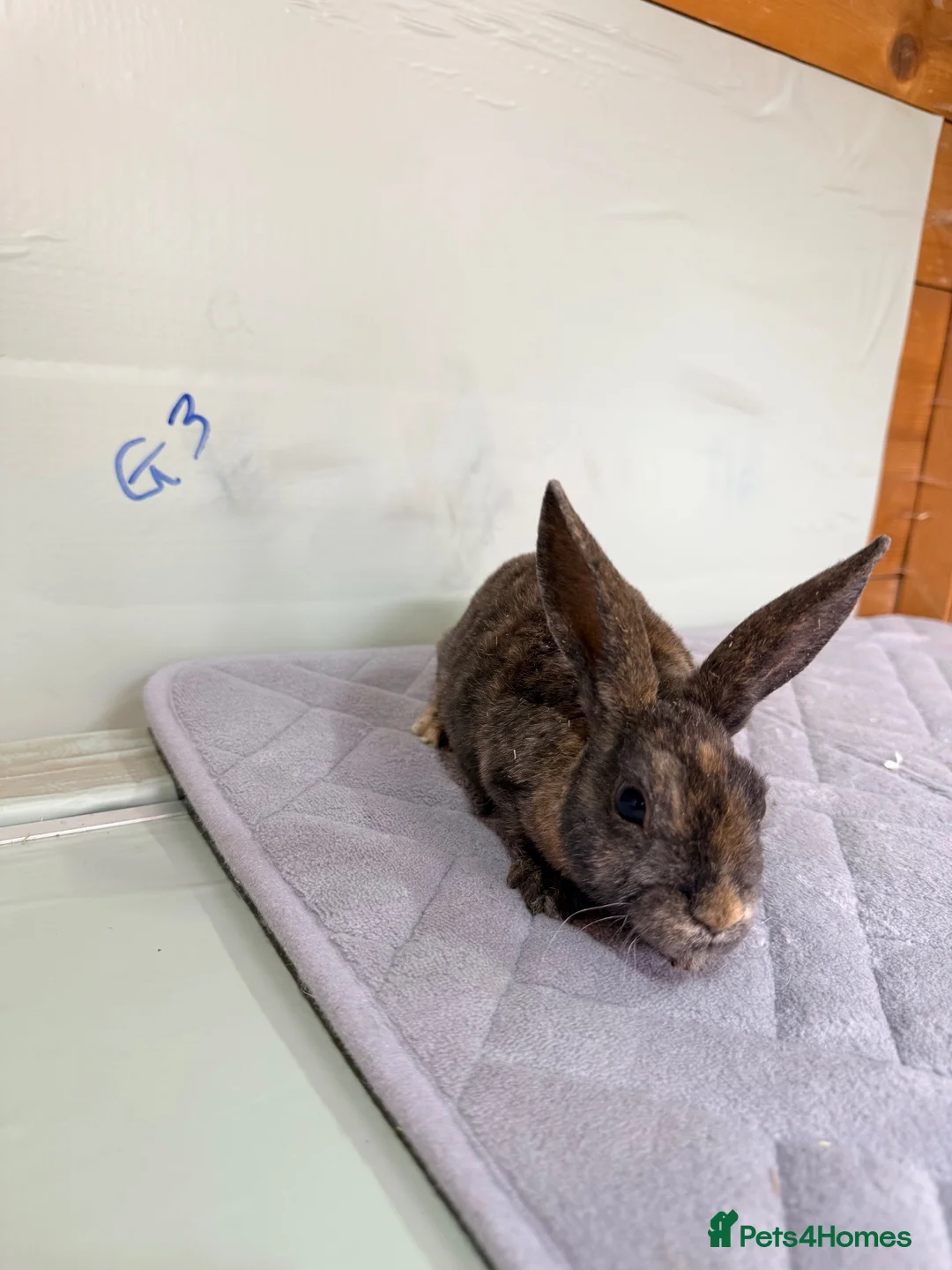 Rex rabbits for sale: mini Rex’s  - Advert 2