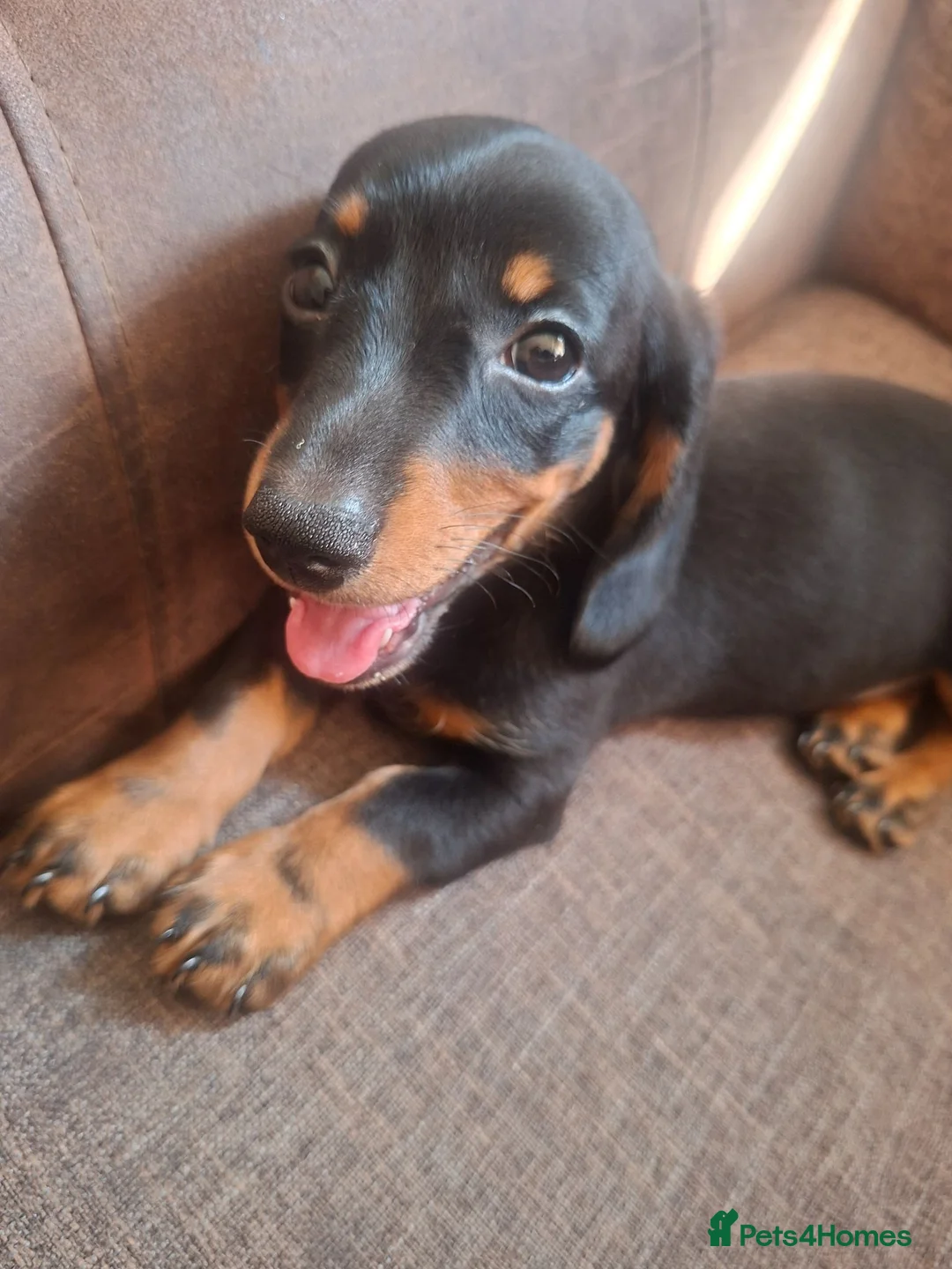 Dachshund dogs for sale: Miniature dachshund  - Advert 1