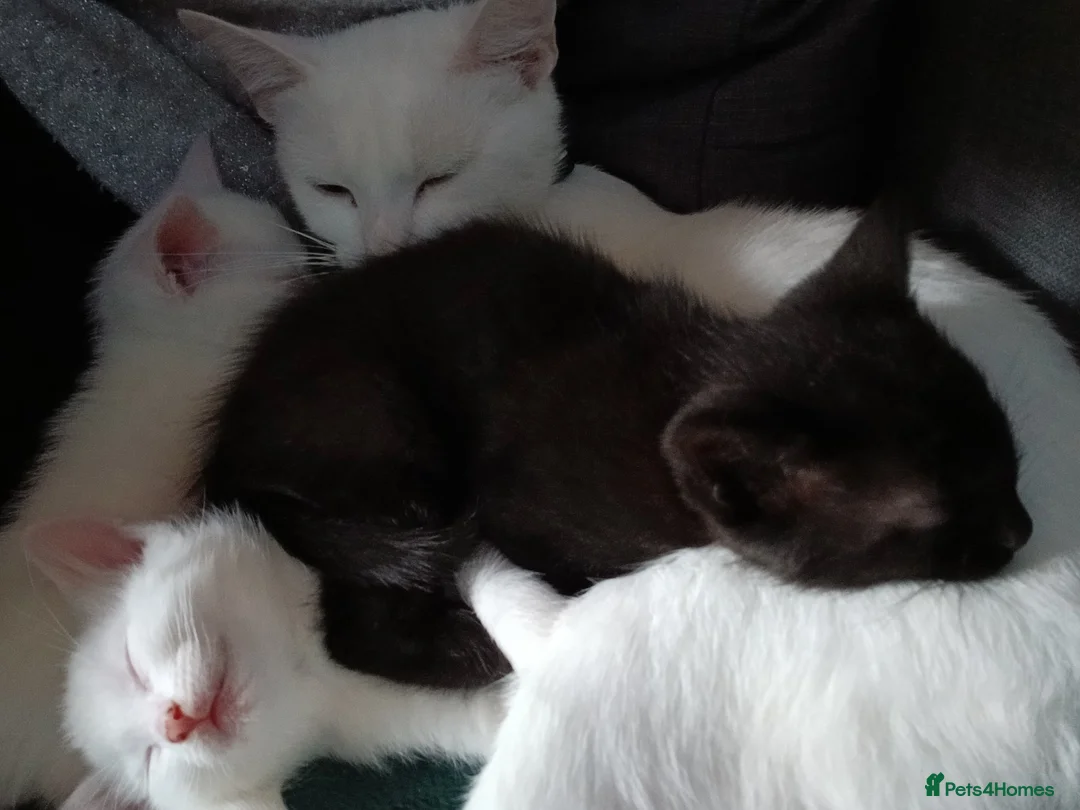 Domestic Shorthair cats for sale: 2 male kittens 1 pure white 1 black in Bristol - Advert 4