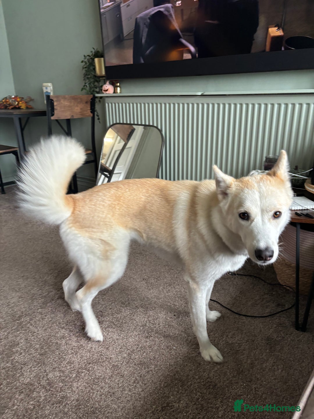 Mixed Breed dogs for sale: 2 year old Husky and 3 year old springer spaniel - Image 6