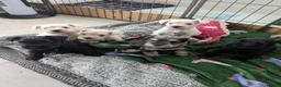 Miniature Schnauzer dogs for sale: KC Registered Miniature Schnauzer Puppies  - Advert 4