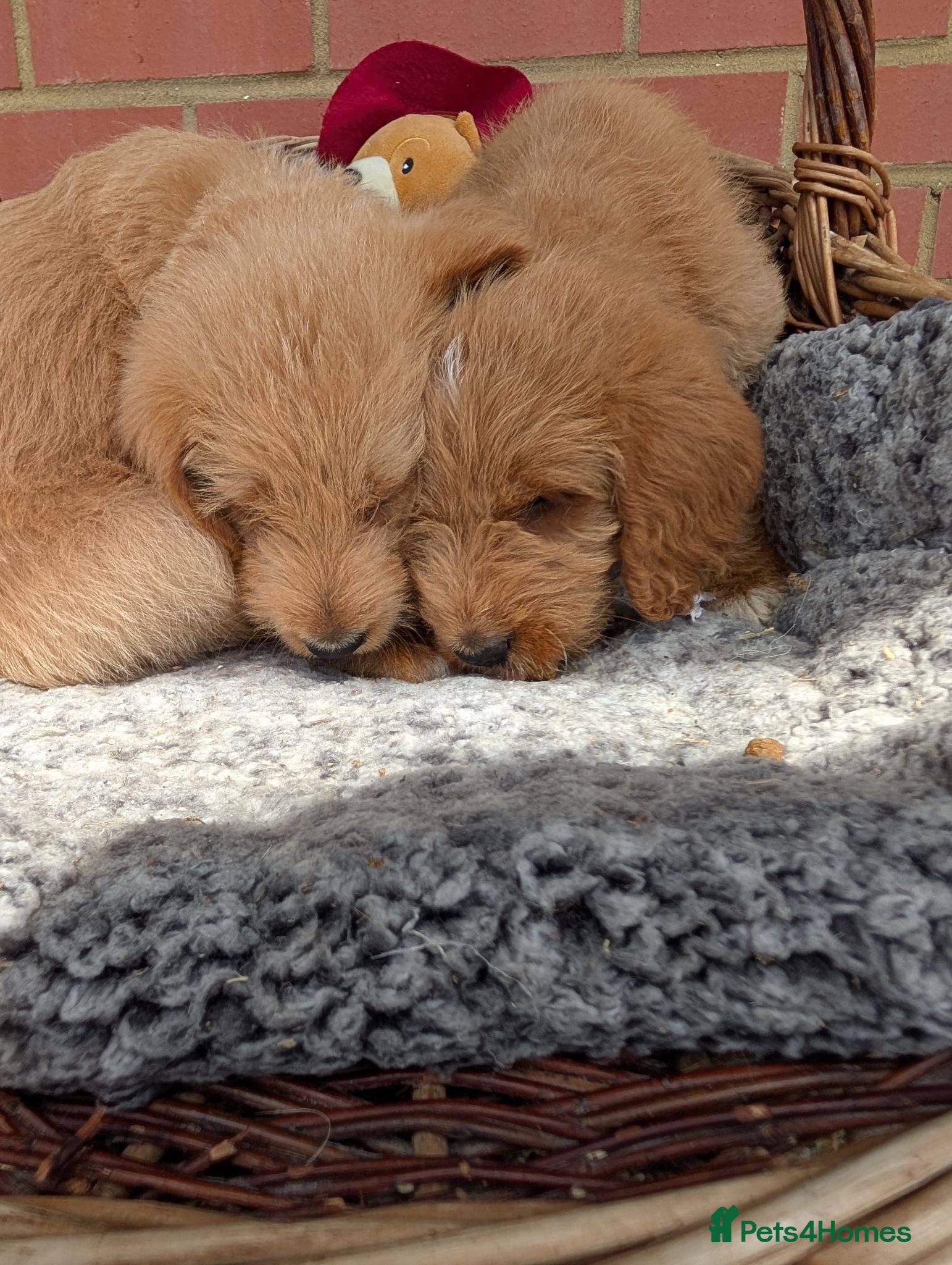 Australian Labradoodle dogs Stunning Red Australian Labradoodle puppies  - Advert 1