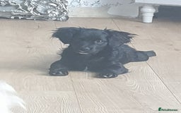 Mixed Breed dogs for sale: Beautiful Black Puppy  - Image 2