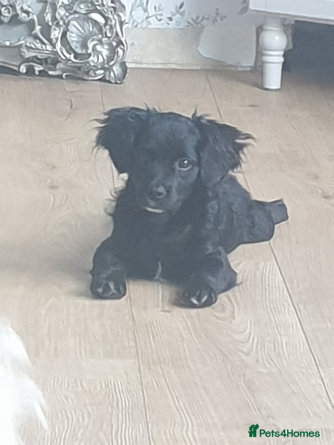 Mixed Breed dogs for sale: Beautiful Black Puppy  - Image 2