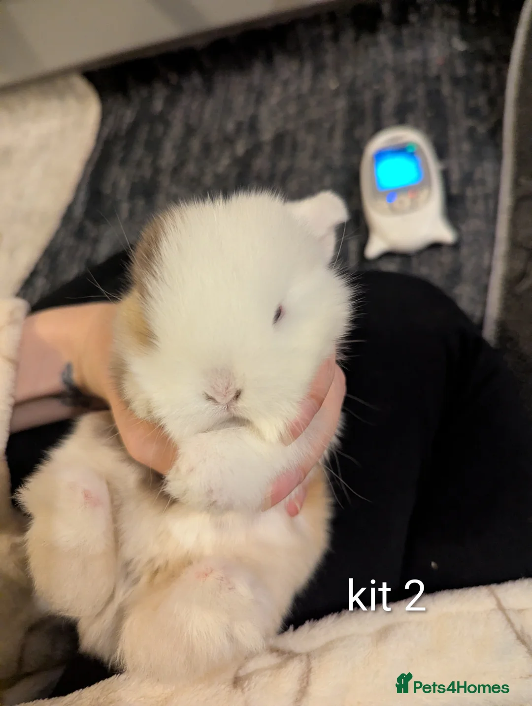 Mini Lop rabbits for sale: Pure bred mini lops (indoor only) - Advert 9