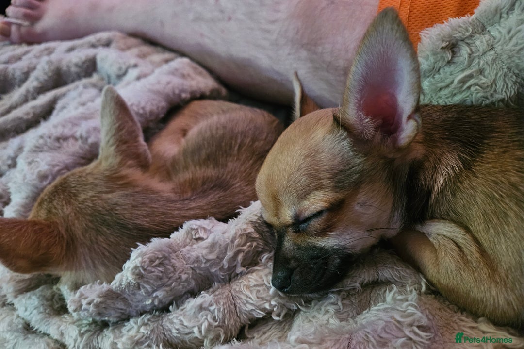 Chihuahua dogs for sale: 2x 13 old week beautiful Chihuahua Pups for sale  - Advert 7
