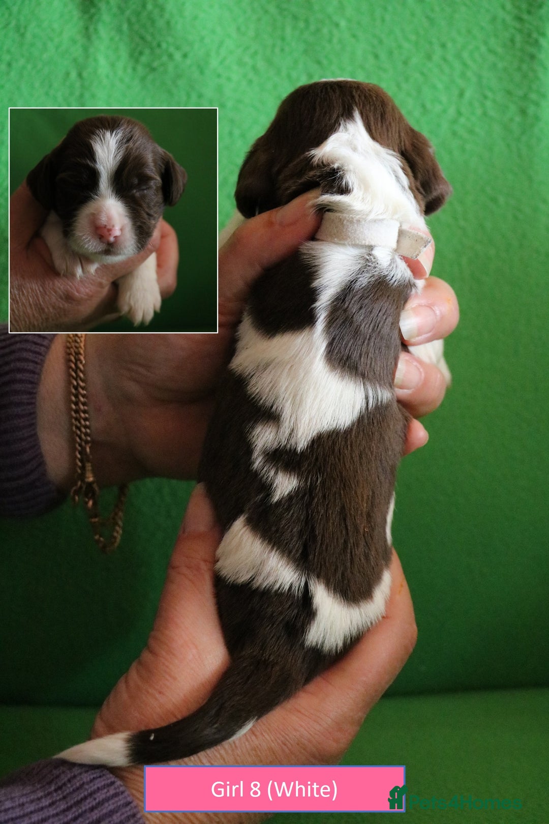 English Springer Spaniel dogs for sale: Health Tested English Springer Spaniel Puppies - Image 15