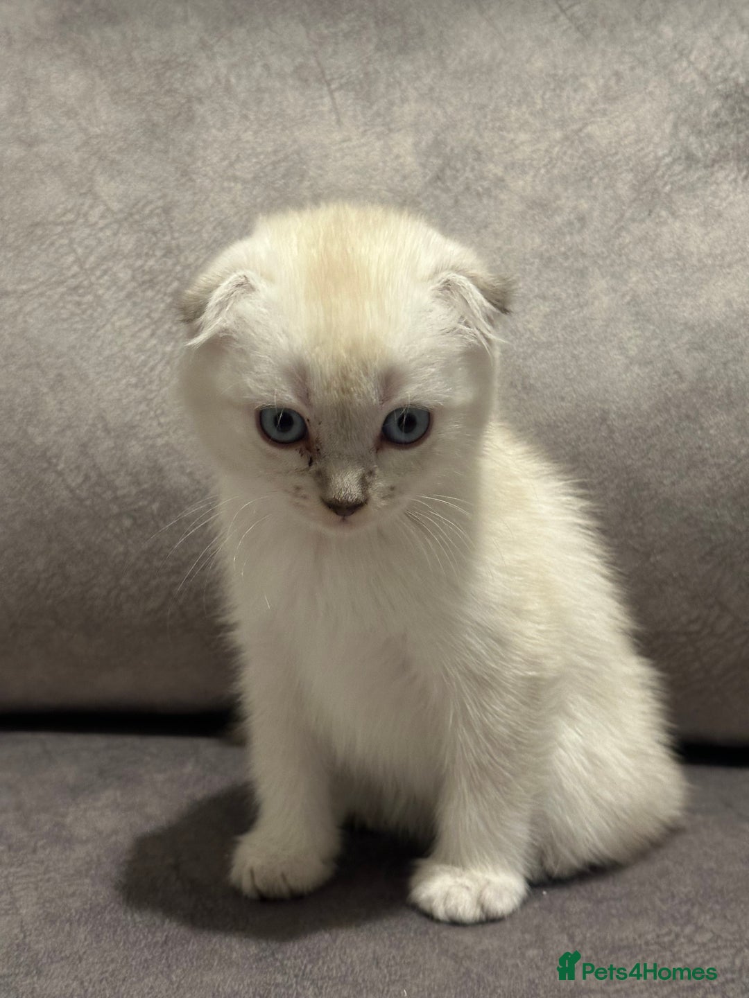Scottish Fold cats for sale: Beautiful Scottish Fold/British Shorthair Kittens - Advert 4