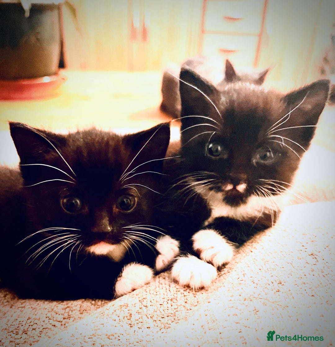 Mixed Breed cats for sale: 2 adorable black and white kittens  - Advert 3