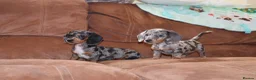 Miniature Dachshund dogs for sale: Miniature dachshunds puppies - Advert 5