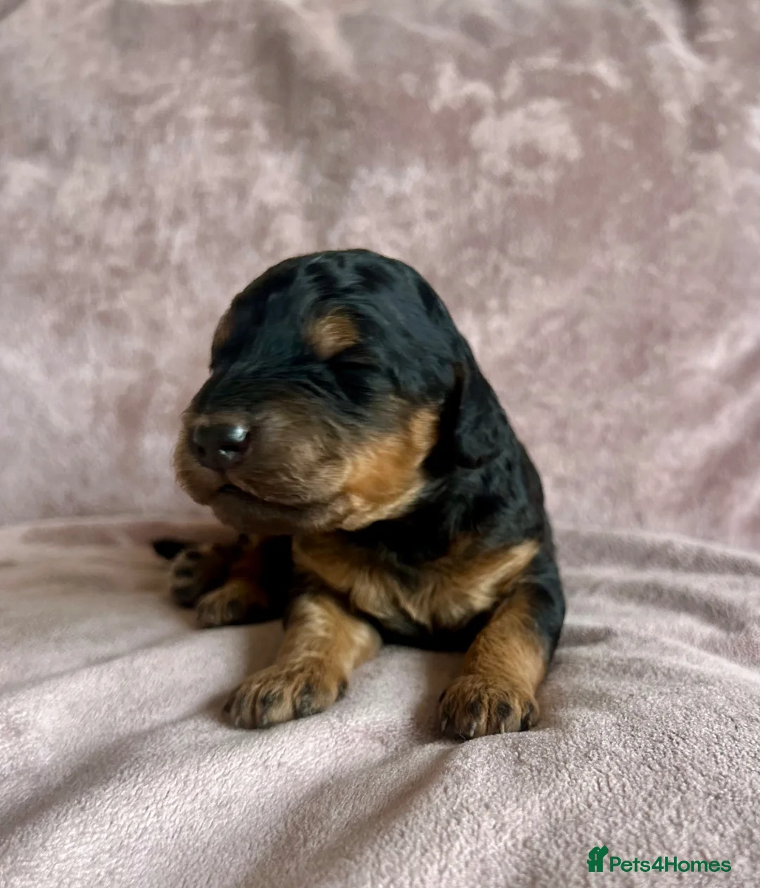 Cockapoo dogs for sale: Stunning F1B Phantom/Sable Cockapoos - Advert 1