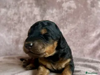 Cockapoo dogs Stunning F1B Phantom/Sable Cockapoos - Advert 11