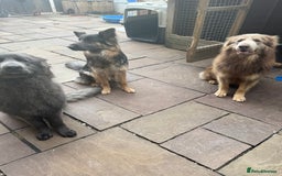 German Shepherd dogs for stud: Sabre, big strong straight backed DMclear male GSD in Stoke-on-Trent - Image 24