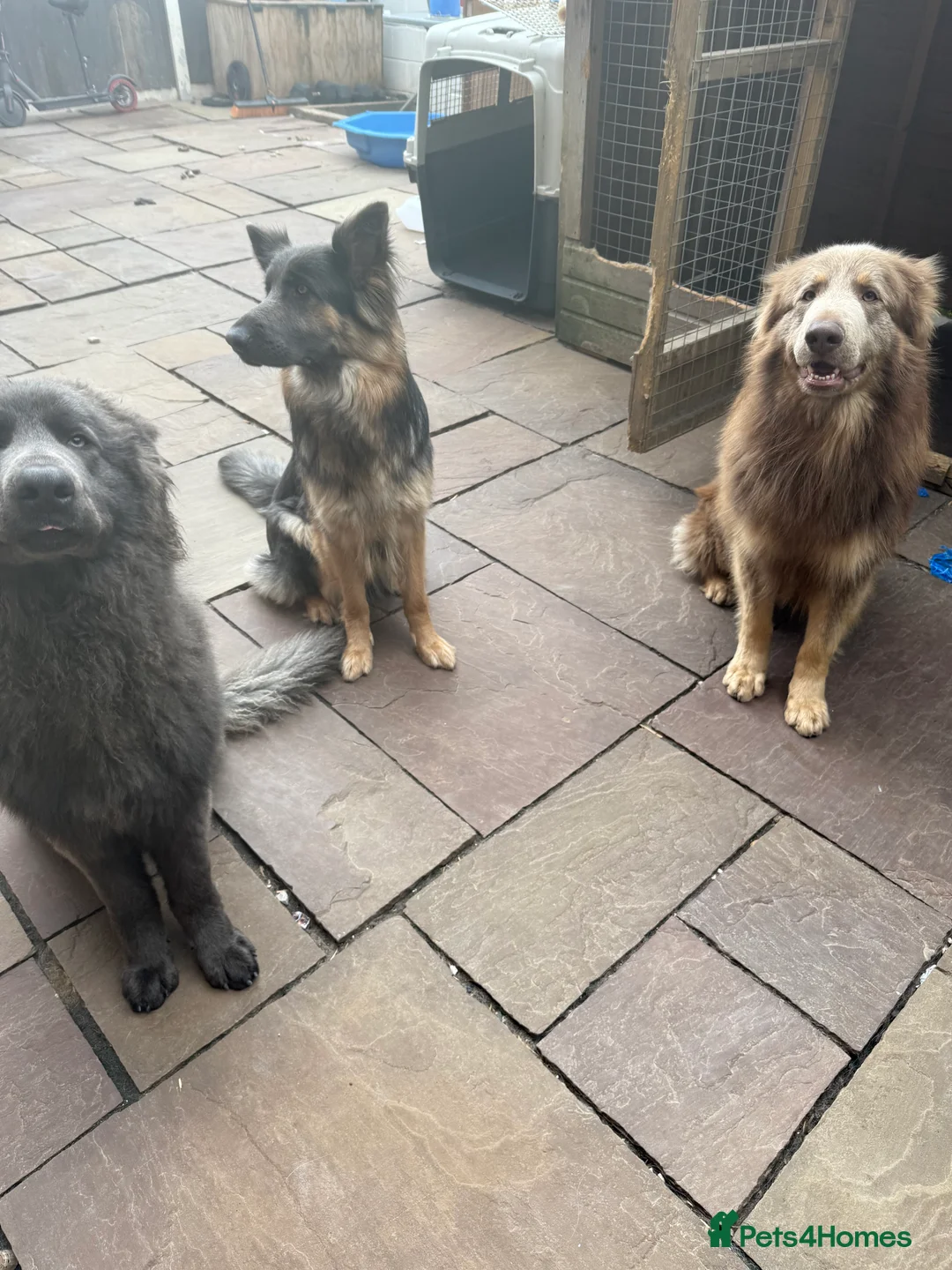 German Shepherd dogs for stud: Sabre, big strong straight backed DMclear male GSD in Stoke-on-Trent - Advert 24