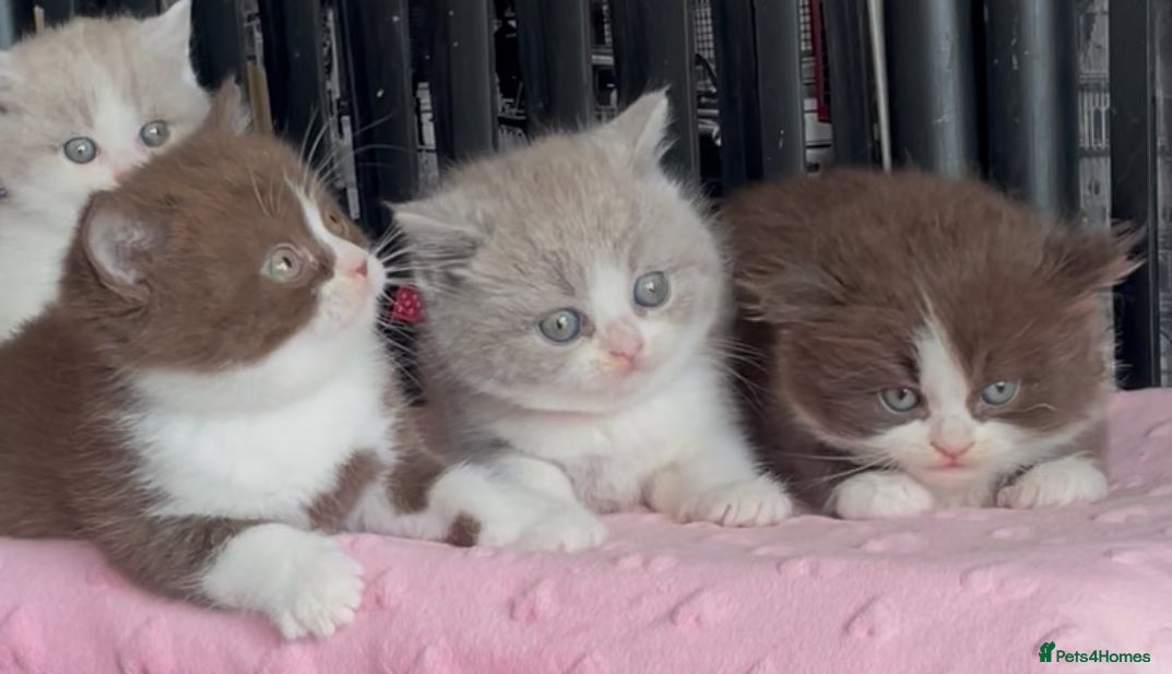 British Shorthair cats for sale: Beautiful BSH Champion line Kittens  - Advert 8