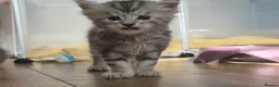 Maine Coon cats for sale: Maine coone kittens in Ebbw Vale - Advert 4