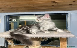 Maine Coon cats for sale: 2 Maine Coon Boys Ready To Go! - Image 3
