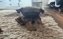 Border Terrier dogs for sale: Border terrier pups - Image 28