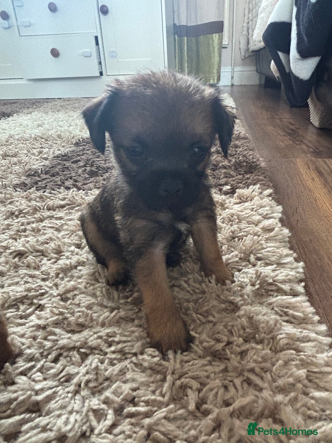 Border Terrier dogs for sale: Border terrier pups - Image 28