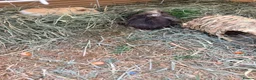Guinea Pig rodents for sale: Guinea pigs free for rehome (Boars) in Liverpool - Advert 8