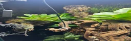 Frog reptiles for sale: Bioactive Vivarium - Advert 6