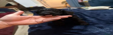 White chin 