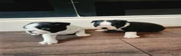 Boston Terrier dogs for sale: X2 Stunning Male Boston Terrier Puppies  in Newcastle upon Tyne - Advert 24