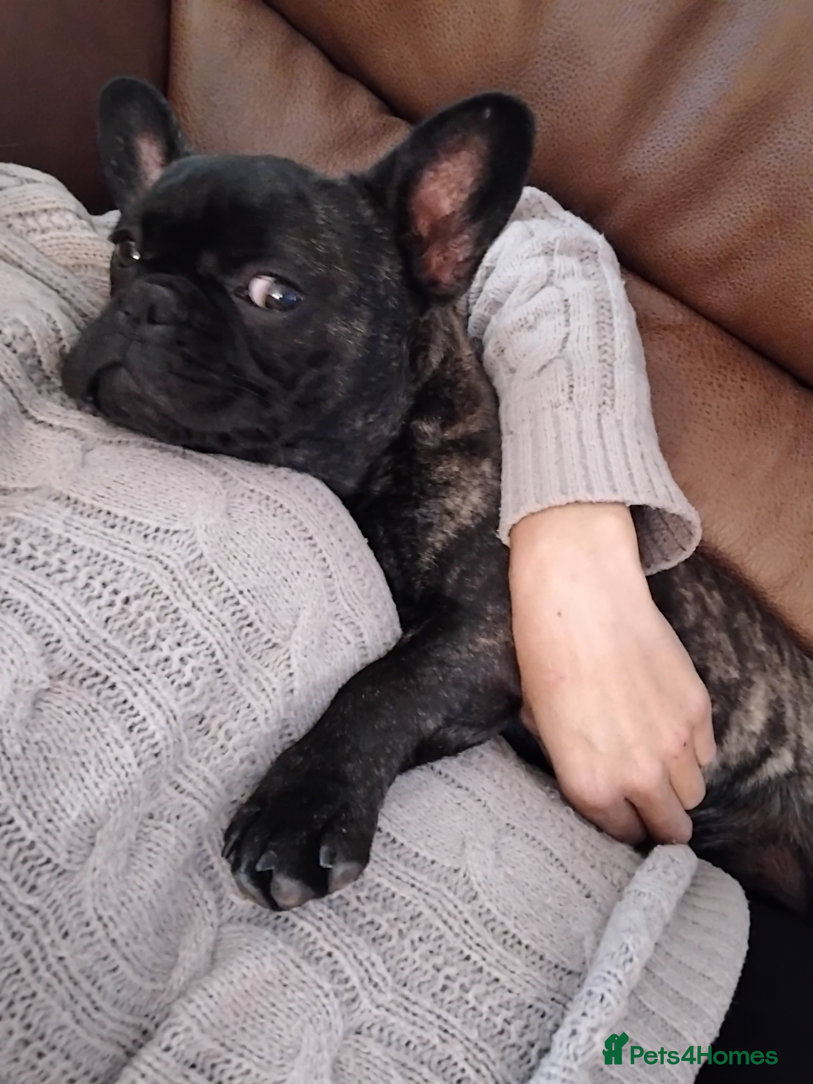 French Bulldog dogs French bulldog female 11mth old brindle  - Advert 1