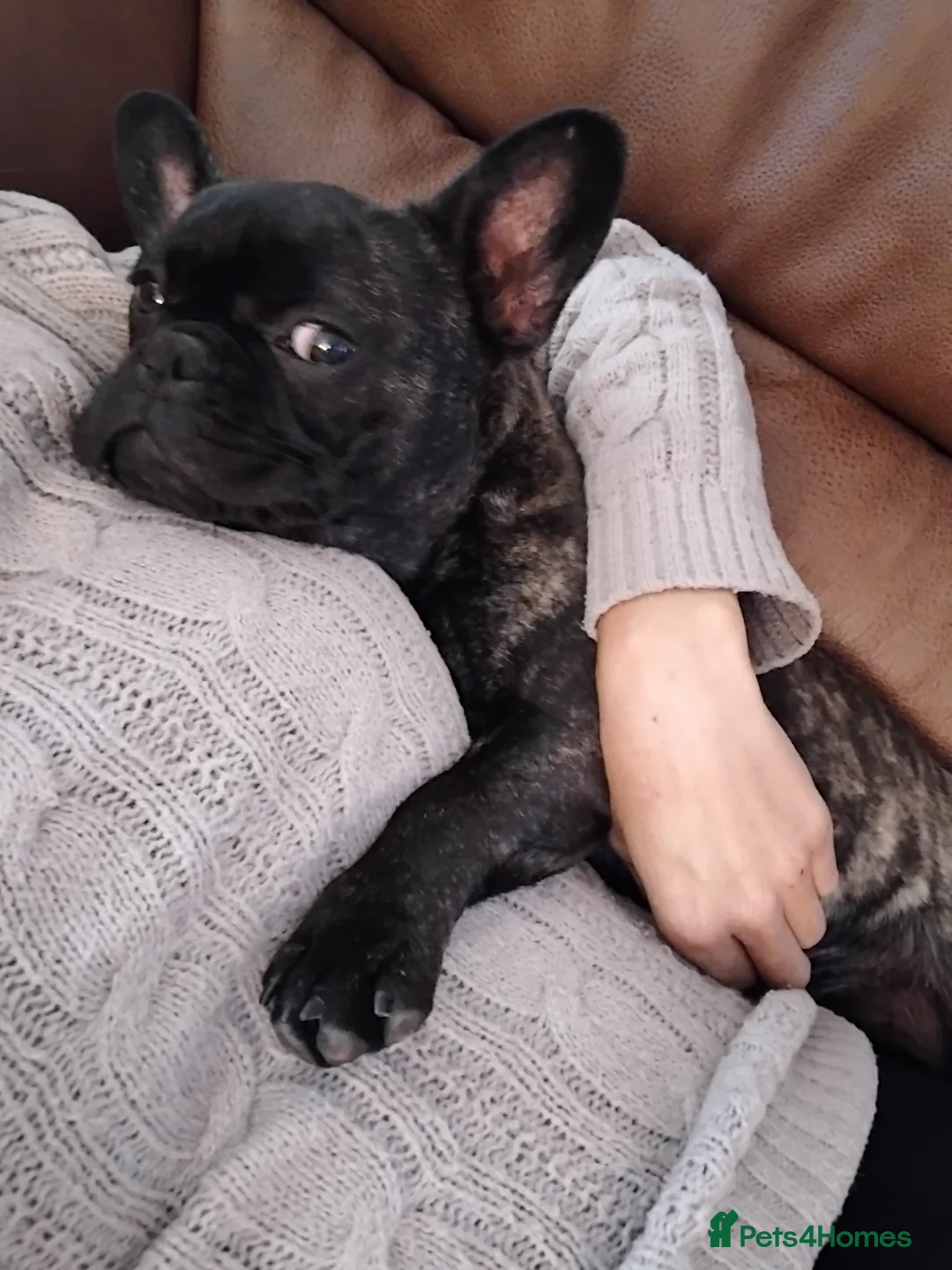 French Bulldog dogs for sale: French bulldog female 11mth old brindle  - Advert 1
