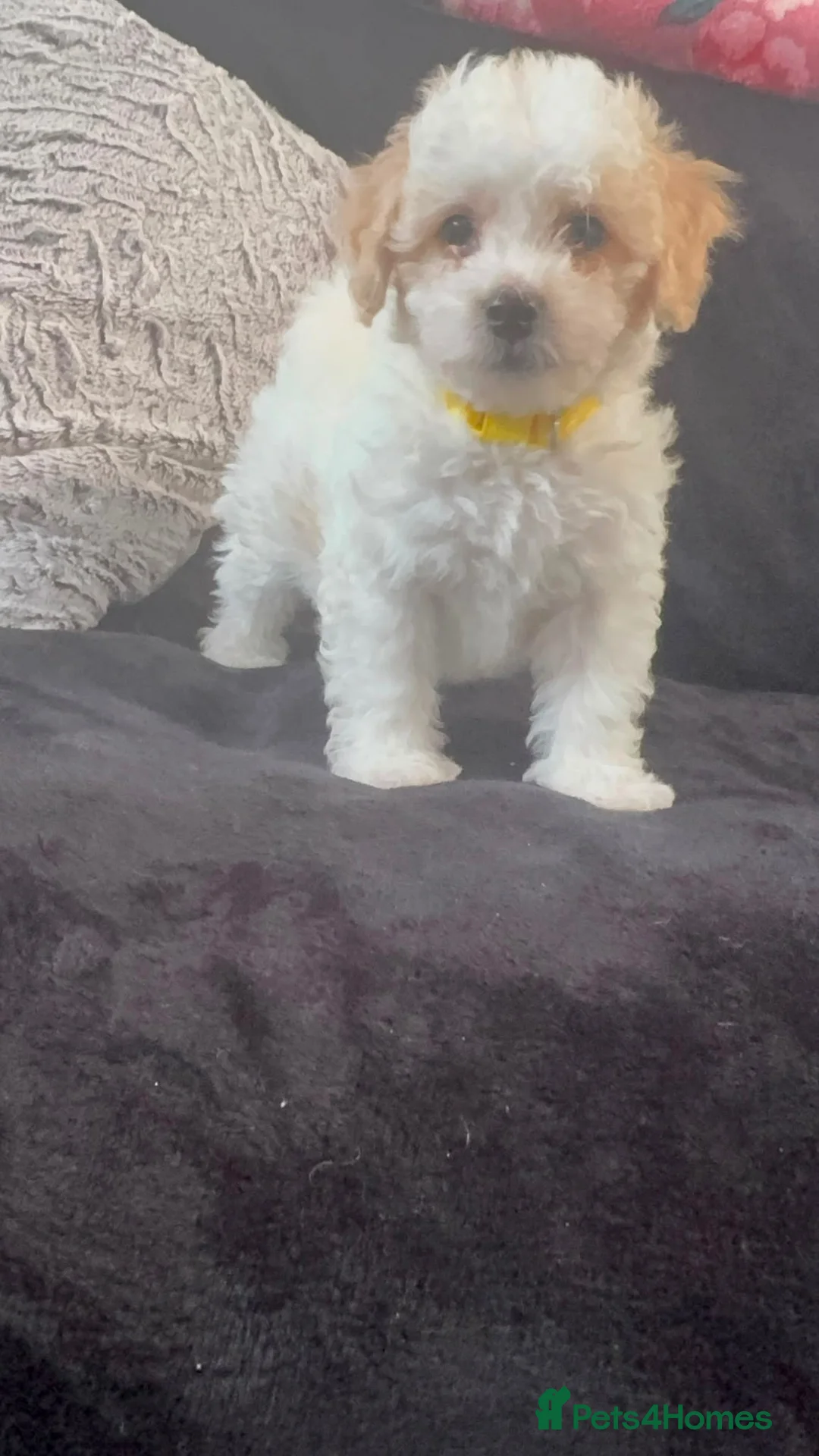 Poochon dogs for sale: Beautiful 8 week old Poochon - Advert 1