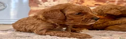Cavapoo dogs for sale: F1b Cavapoos 🐾 - Advert 16