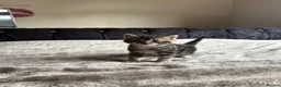 Domestic Shorthair cats for sale: 6 Curious Loving Domestic Shorthair Kittens - Advert 12