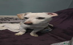 Mixed Breed dogs for adoption: MINNIE MOUSE - Image 3