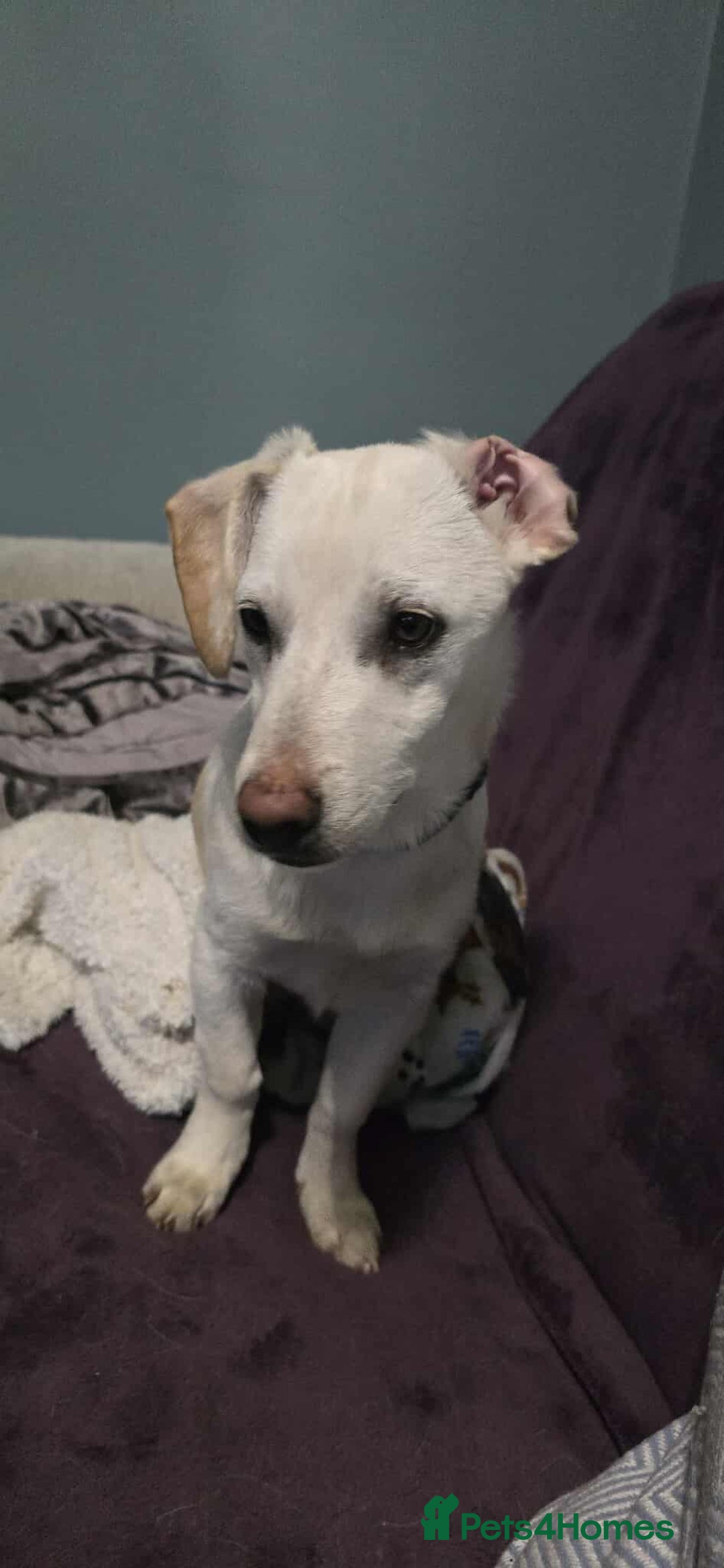 Mixed Breed dogs for adoption: MINNIE MOUSE - Image 3