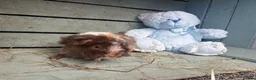 Guinea Pig rodents for sale: Please help rehome these boys - Advert 5