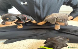 Miniature Dachshund dogs for sale: Miniature dachshund  - Image 3