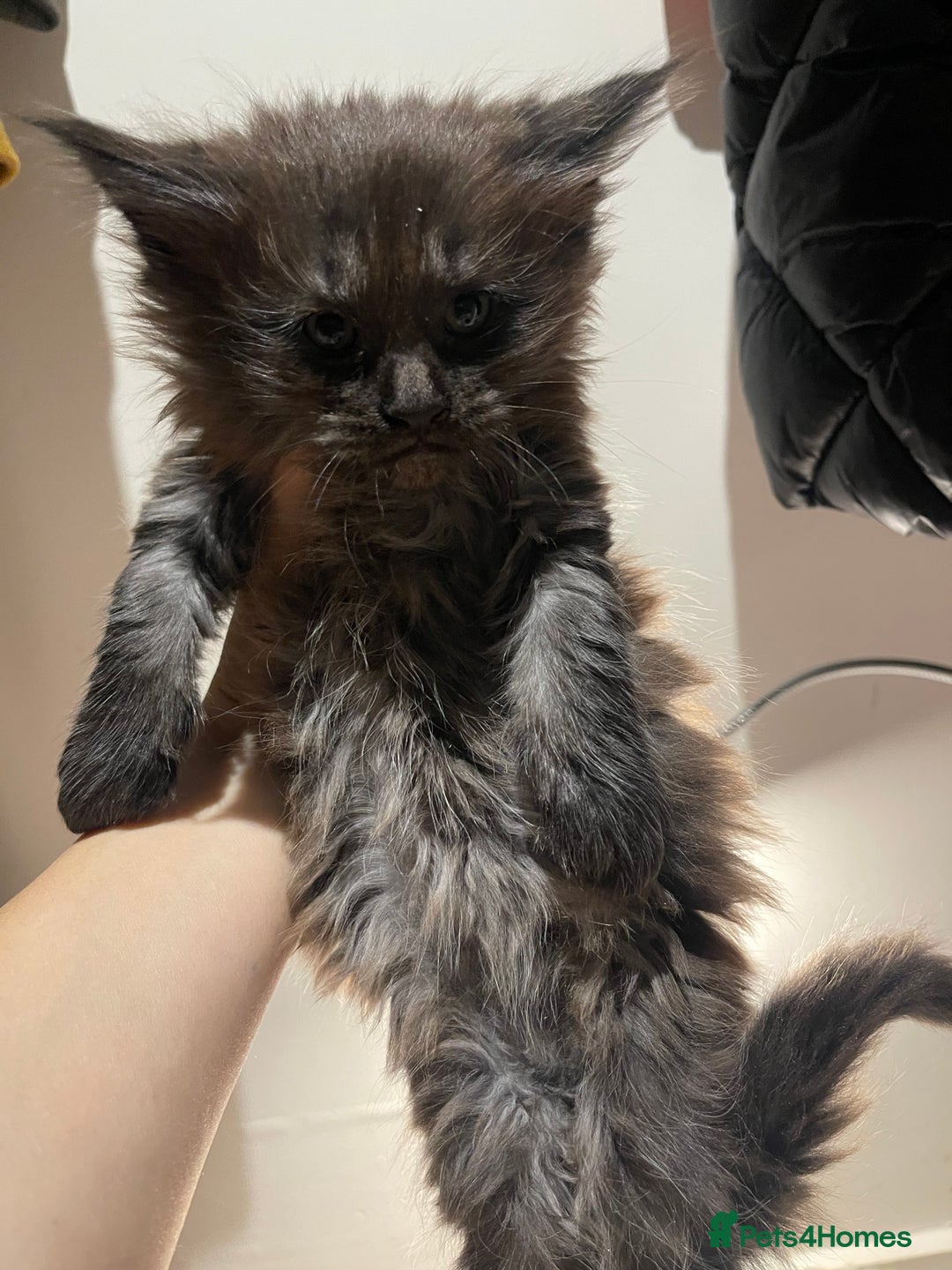 Maine Coon cats for sale: Maine coon - Advert 6