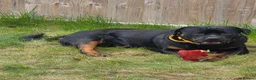 Rottweiler dogs for sale: Loving & Friendly 22-Month-Old Rottweiler Barney in Bexhill-on-Sea - Advert 3