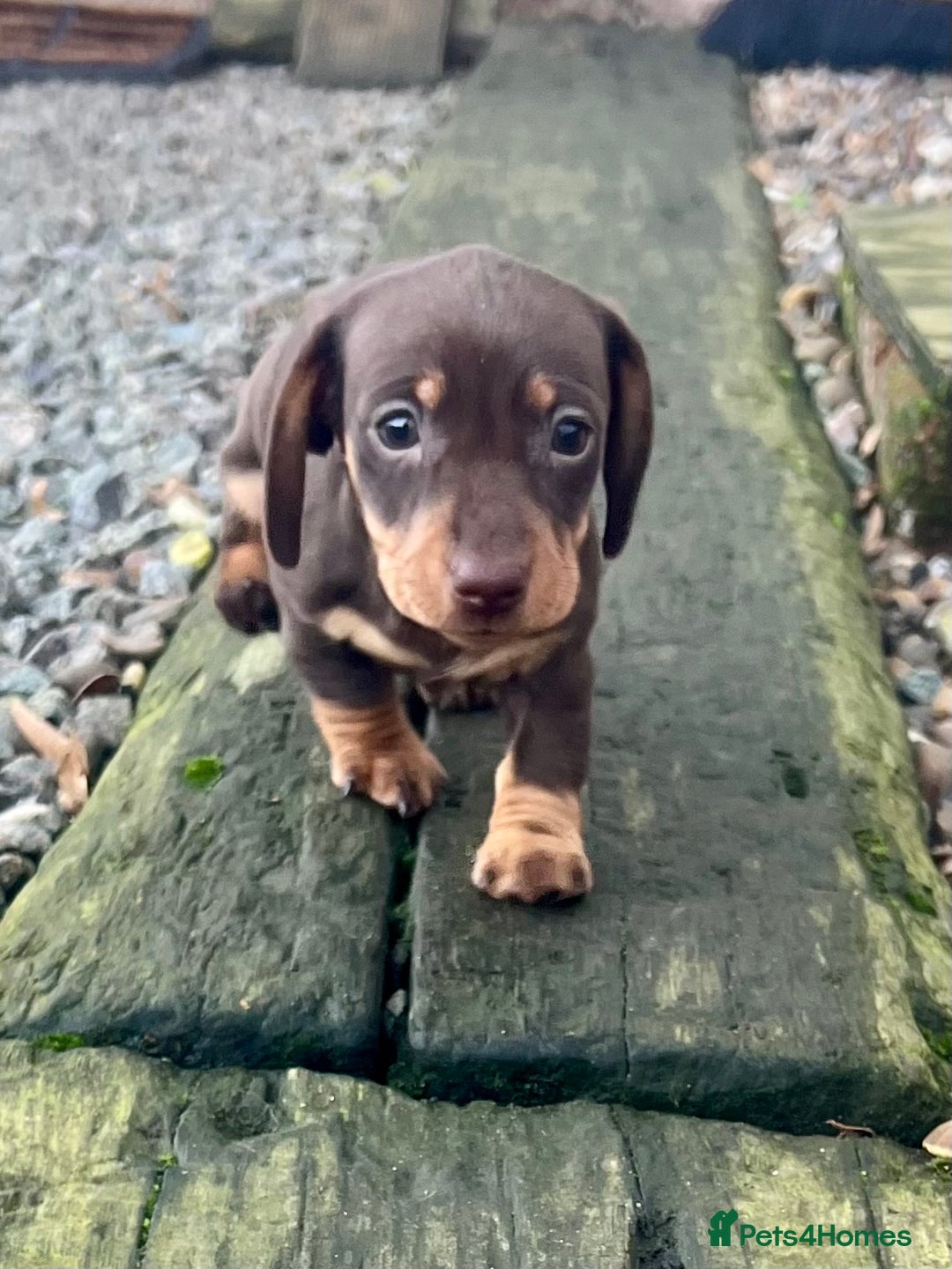 Miniature Dachshund dogs for sale: STUNNING MINI SMOOTH HAIR PRA CLEAR DACHSHUND PUPS - Advert 3