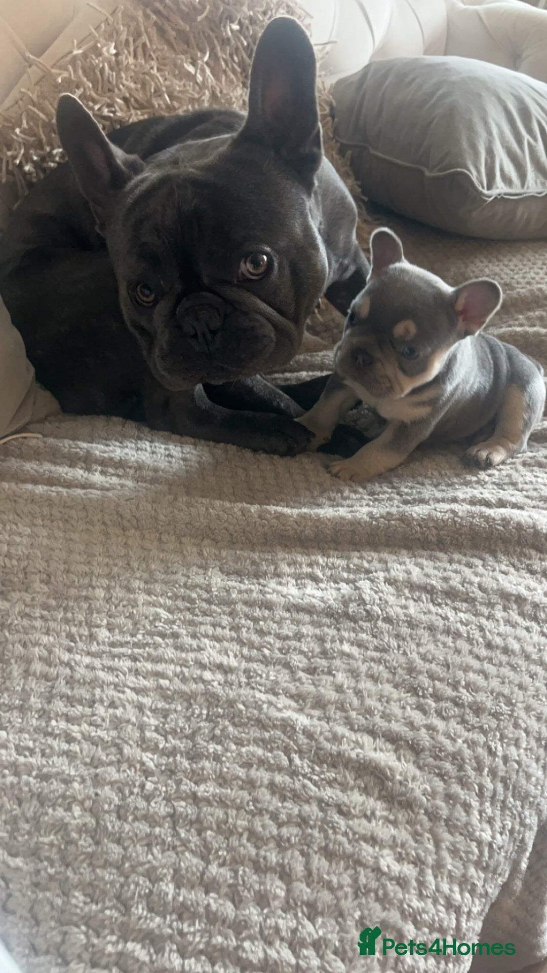 French Bulldog dogs for stud: STUF ONLY £300 kC registered  - Advert 3