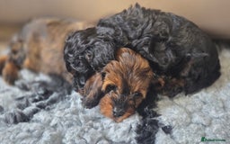 Cavapoo dogs for sale: Beautiful phantom F1B cavapoos - Image 5