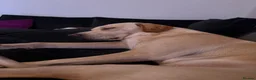 Labrador Retriever dogs for stud: Fully KC Registered Yellow Labrador for STUD in Dumfries - Advert 6