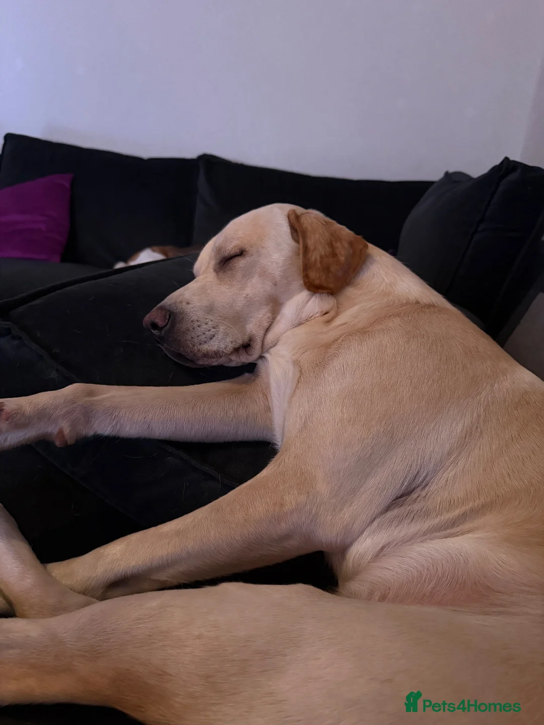 Labrador Retriever dogs for stud: Fully KC Registered Yellow Labrador for STUD in Dumfries - Advert 6