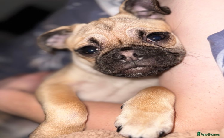 Mixed Breed dogs - Advert 1