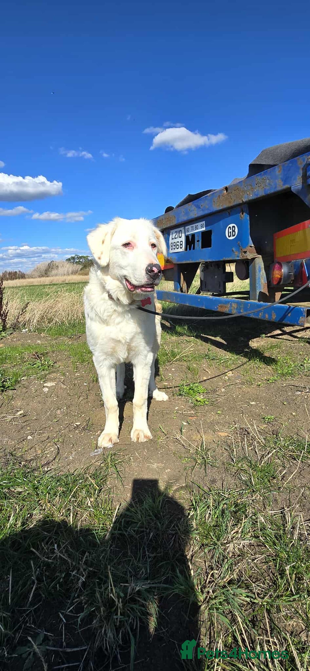 Mixed Breed dogs for adoption: TESS the big softie  - Image 2